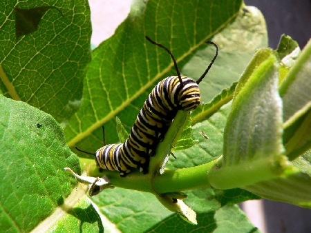 Larva P5