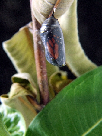 Clear pupa