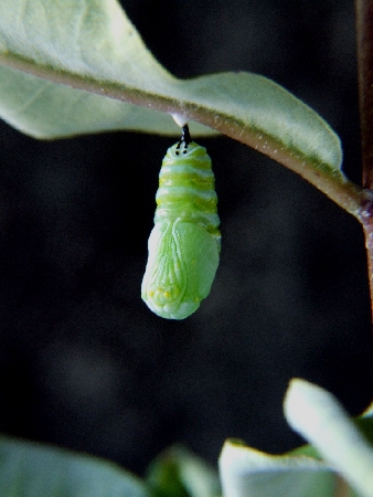 New pupa