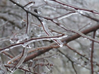 iced branches