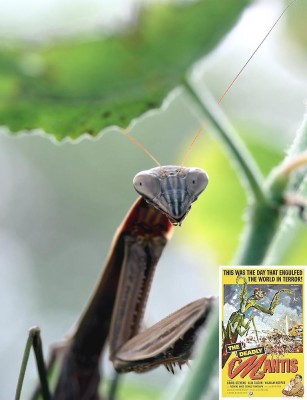 deadly mantis
